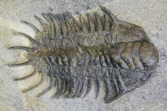 Crotalocephalus (Not Crotalocephalina) Trilobite #138068